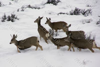 Mule deer herd in deep snow