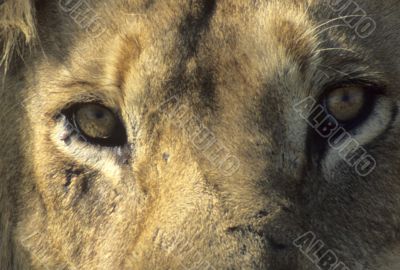 Male lion resting, head