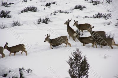 Mule deer herd in deep snow