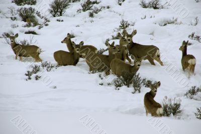 Mule deer herd in deep snow Mule deer herd in deep snow