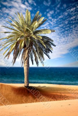 beautiful beach view with palm tree