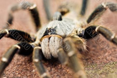 Baboon spider