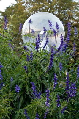 Blooming Meadow Sage. Garden design