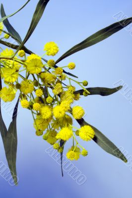 Mimosa - first spring flowers