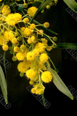  Mimosa - first spring flowers  	