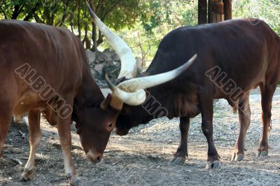 Ankole Cattle Fight