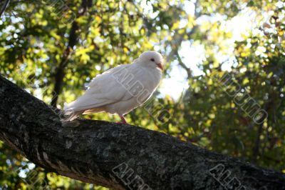 White Dove White Dove