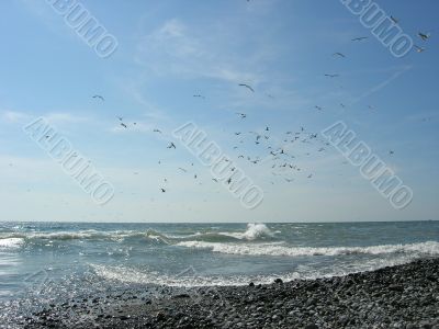 Birds above waves of the dark blue sea. Summer day