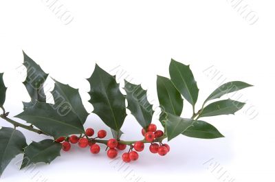 The sprig of European holly (Ilex aquifolium)