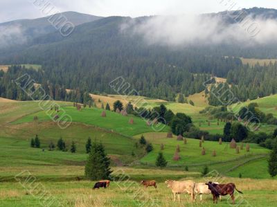 Cows and hills