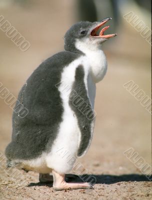 Pinguin chick