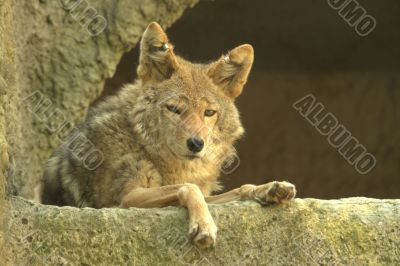 The red wolf on rest