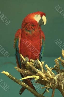 Multi-coloured parrot sitting on a branch