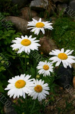 Bouquet of white camomiles