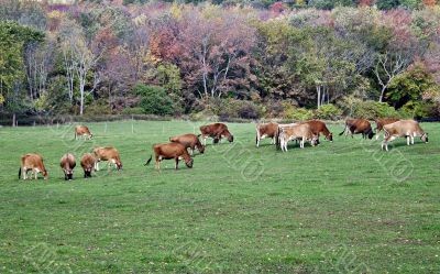 Grazing cows with fall colors background