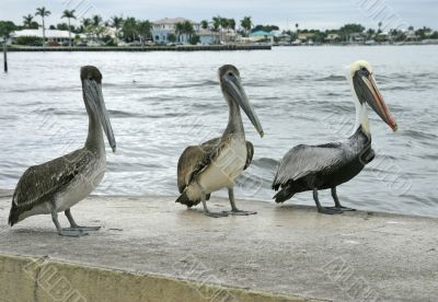 Pelicans waiting for discaded fish