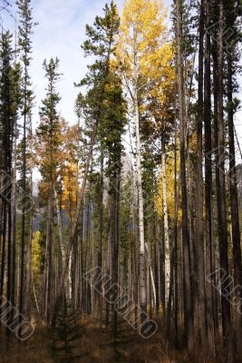 Lodgepole pines, and aspens