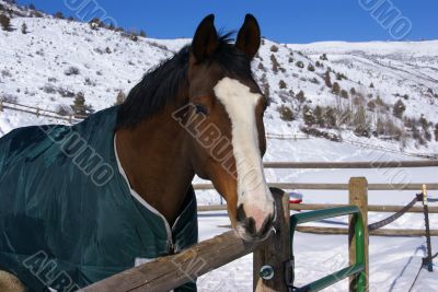 Brown horse with blue blanket