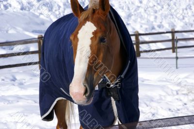 Brown horse with blue blanket