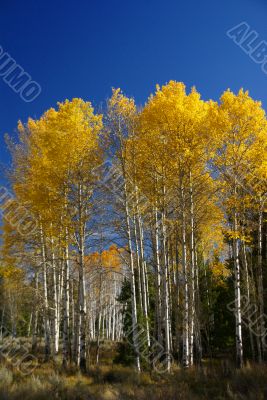 Autumn, golden aspens Autumn, golden aspens
