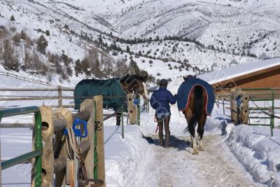 Groom walking horse to stables