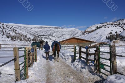 Groom walking horse to stables Groom walking horse to stables