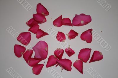 Fallen Rose Petals