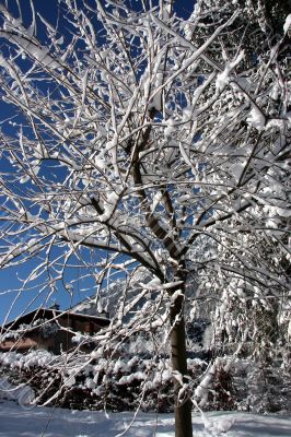 Snow covered trees