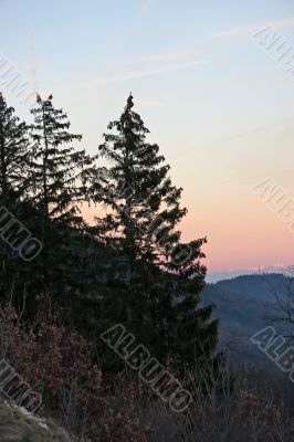 Pine trees alps
