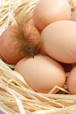 Brown Eggs with Feather