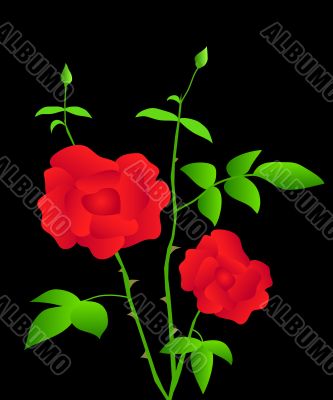 Rose plant