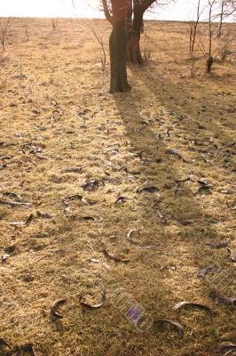 Shadows tree, sun, grass and winter ground.