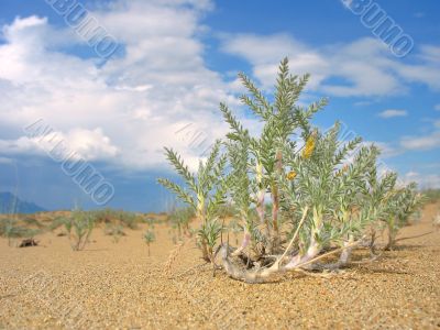 Lonely desert plant