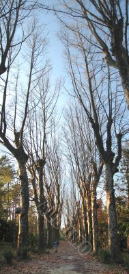 Platan Path Platan Path