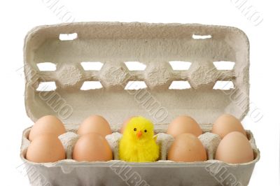 Chick between brown eggs