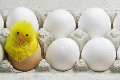 Chick Between White Eggs