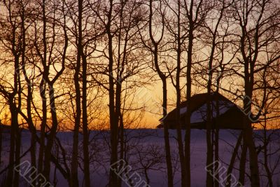 Winter sunset: house and bare aspens Winter sunset: house and bare aspens