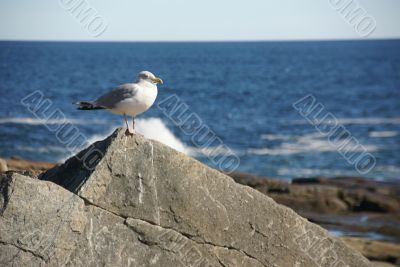 Herring gull, on granite boulder