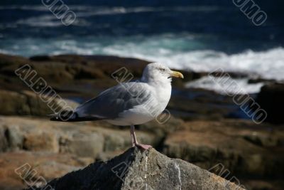 Herring gull, on granite boulder