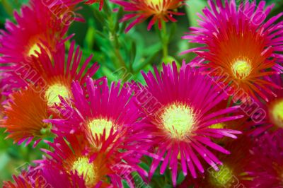 Bright flowers Bright flowers