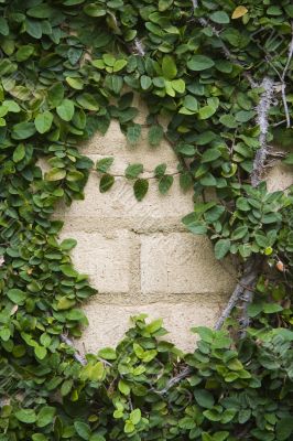 Ivy on bricks