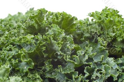 Nutritious Kale Nutritious Kale