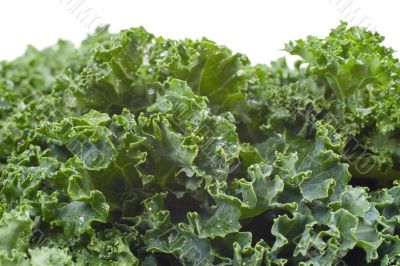 Nutritious Kale