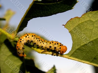 Larva eating green leaf Larva eating green leaf