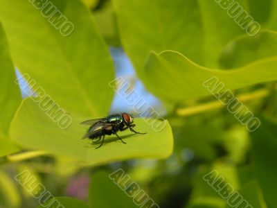 Green fly on leaf