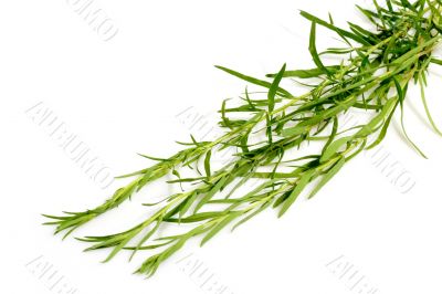 Fresh Tarragon
