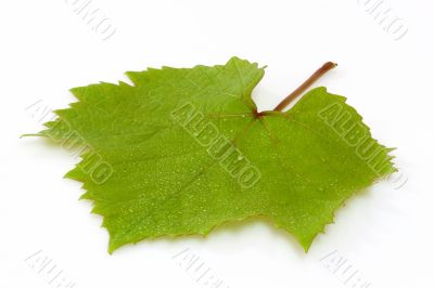 Grapeleaf