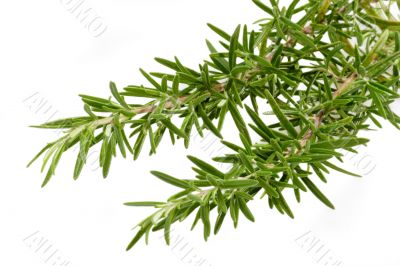 Fresh Rosemary