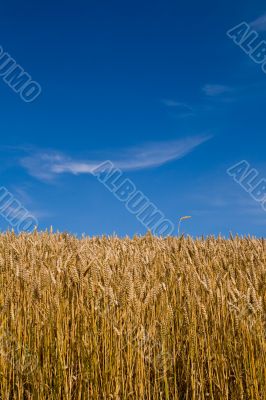 Wheat field and blue skies.