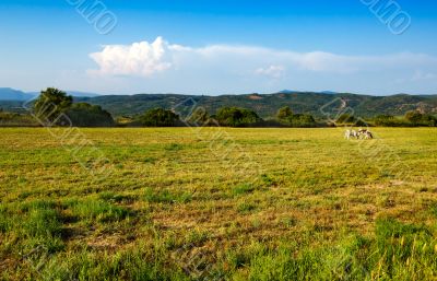 Prairie landscape with two cows in the distance Prairie landscape with two cows in the distance